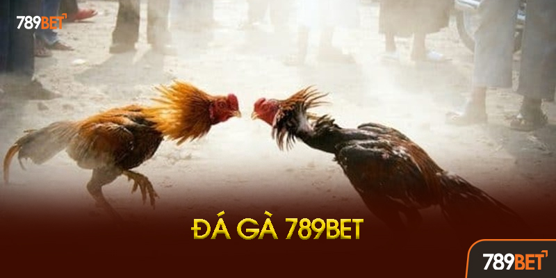 Những Lưu Ý Quan Trọng Khi Chơi Đá Gà 789bet